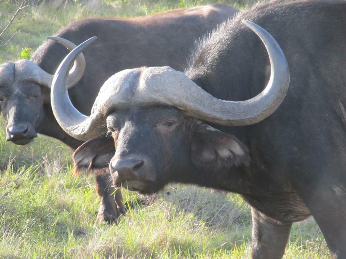 Addo Gateway Lodge Колчестър Екстериор снимка