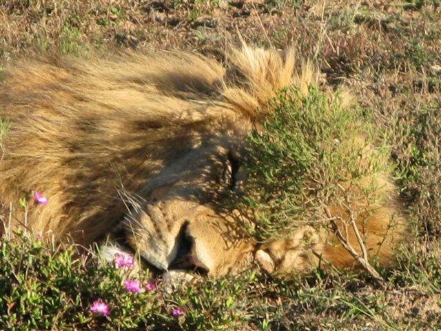 Addo Gateway Lodge Колчестър Екстериор снимка