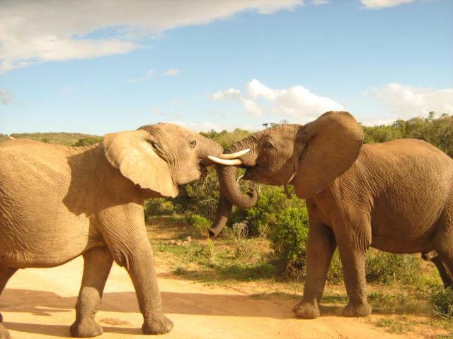 Addo Gateway Lodge Колчестър Екстериор снимка