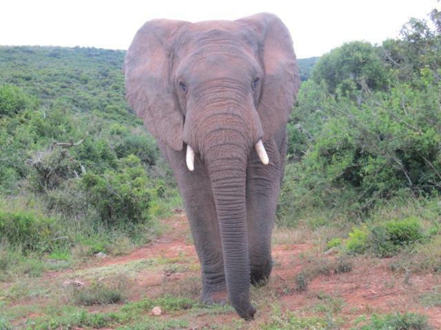 Addo Gateway Lodge Колчестър Екстериор снимка