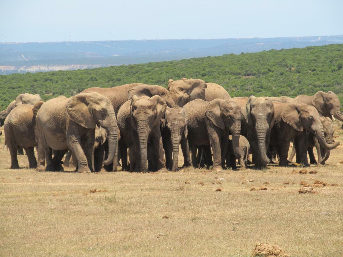 Addo Gateway Lodge Колчестър Екстериор снимка